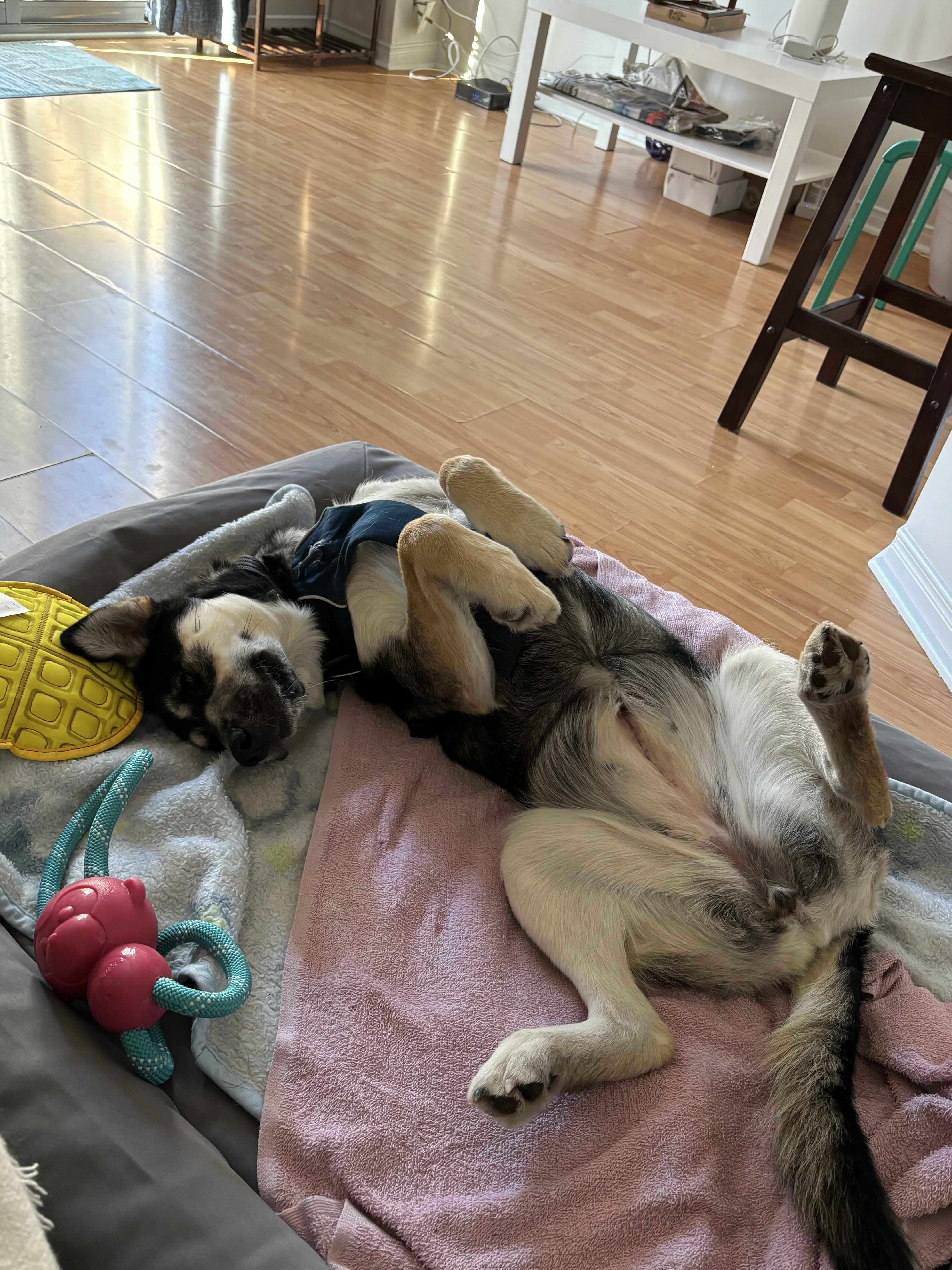 Enlarge Wendy, a ADOPTABLE mixed breed in Oakville, ON image 3/6