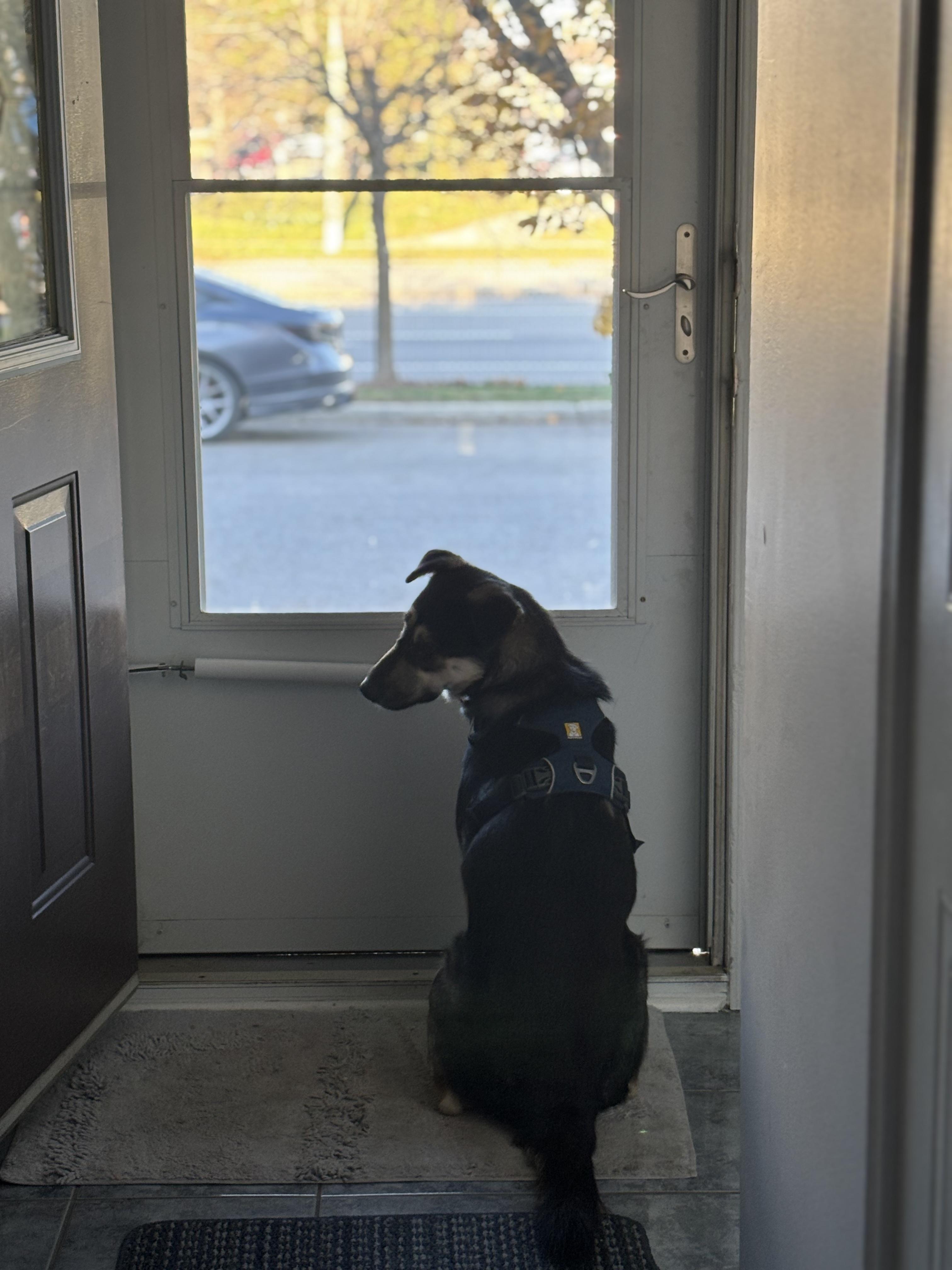 Enlarge Wendy, a ADOPTABLE mixed breed in Oakville, ON image 6/6