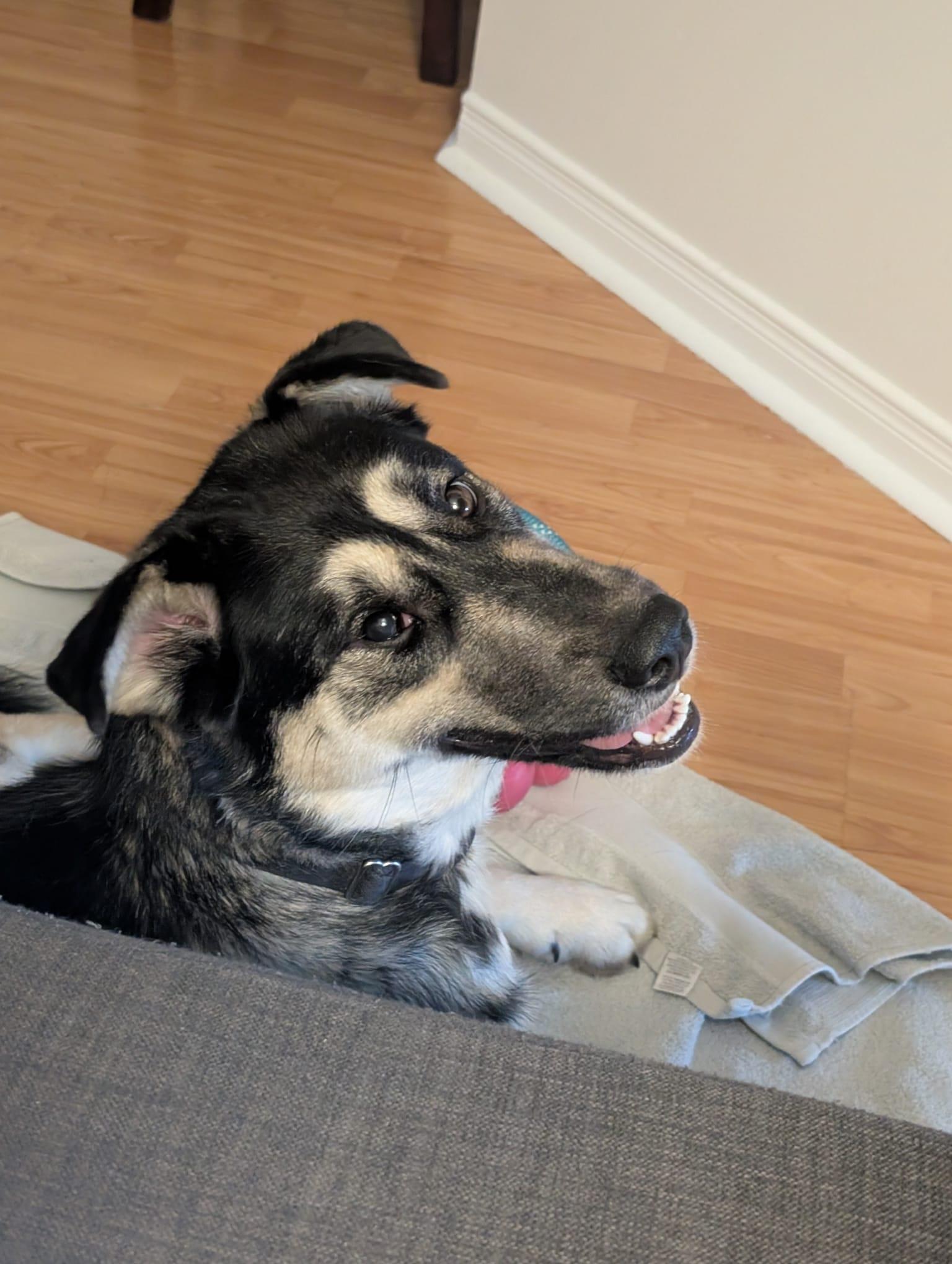 Enlarge Wendy, a ADOPTABLE mixed breed in Oakville, ON image 4/6