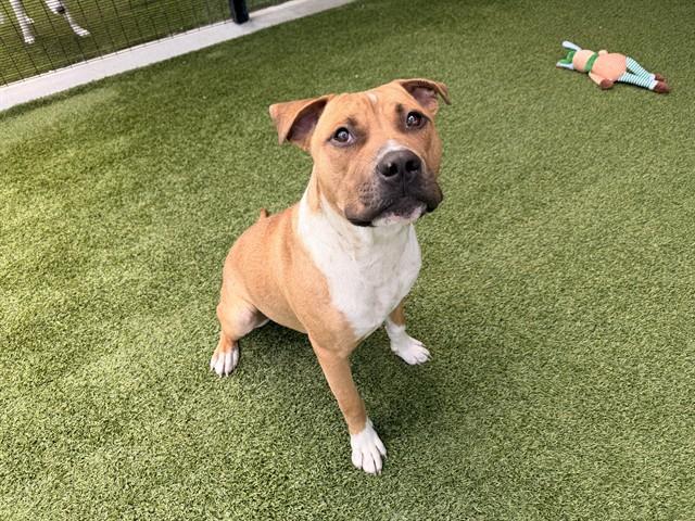 Enlarge ACE, a Adoptable Pit Bull Terrier in Garland, TX image 1/1