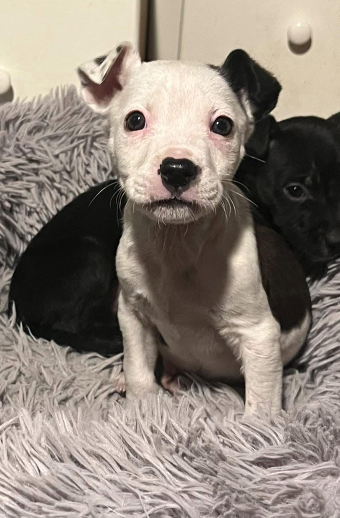Cosmo, adopted, Puppy Male Mixed Breed.