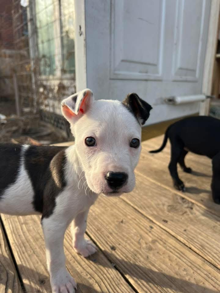 Enlarge Cosmo, an adopted Mixed Breed in Manhattan, KS image 3/3