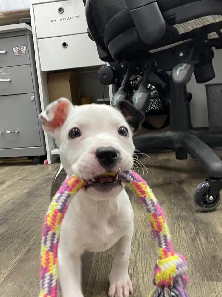 Enlarge Cosmo, an adopted Mixed Breed in Manhattan, KS image 2/3