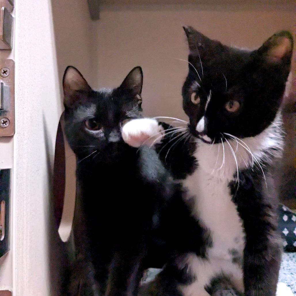 Sharon, Adoptable, Young Female Domestic Short Hair.