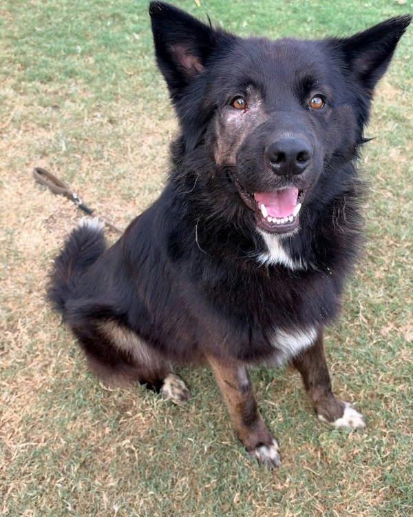 Enlarge Bumba, a Adoptable mixed breed in Tulare, CA image 1/1