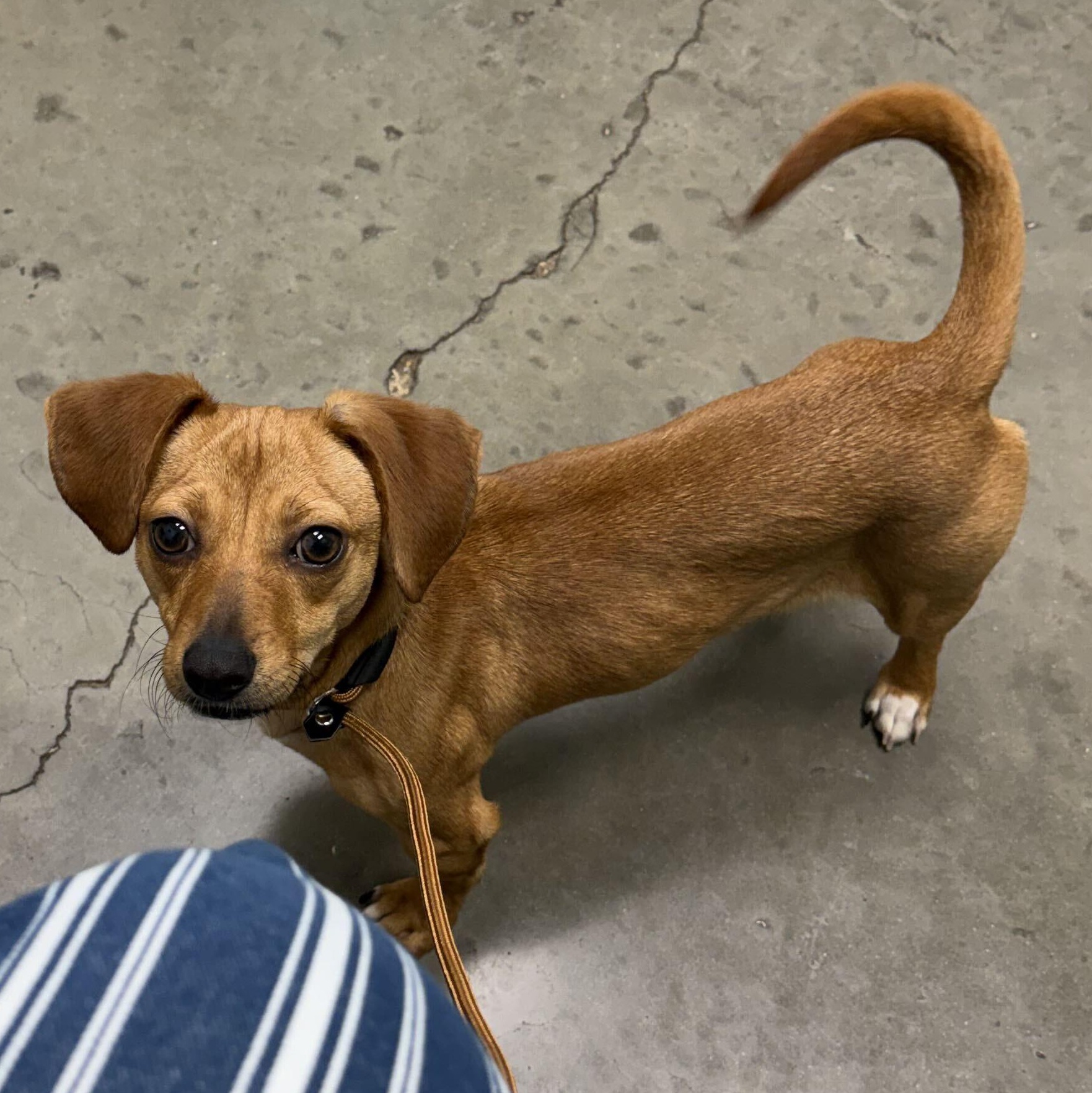 Enlarge Mabel, a Adopted mixed breed in Pflugerville, TX image 3/6