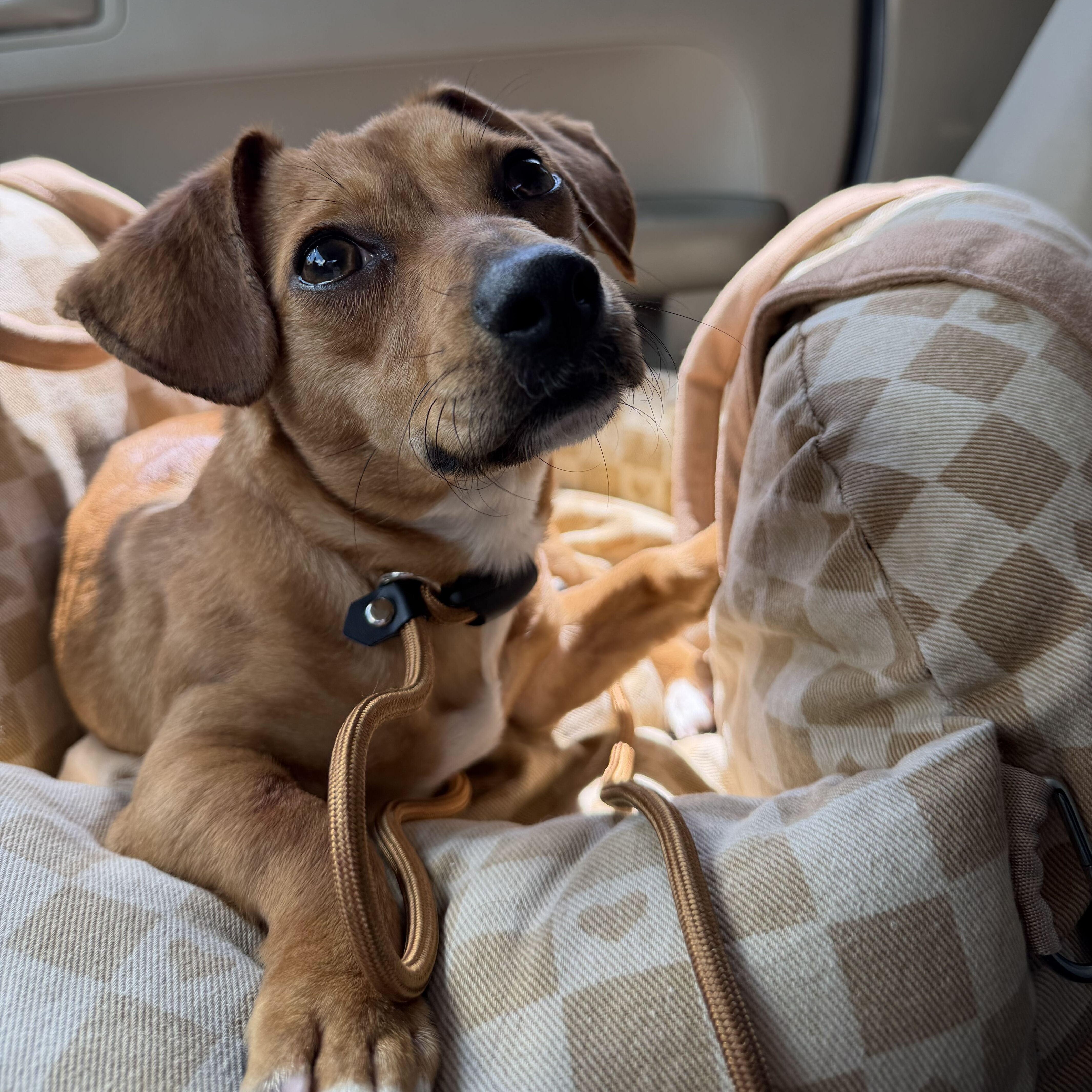 Enlarge Mabel, a Adopted mixed breed in Pflugerville, TX image 2/6