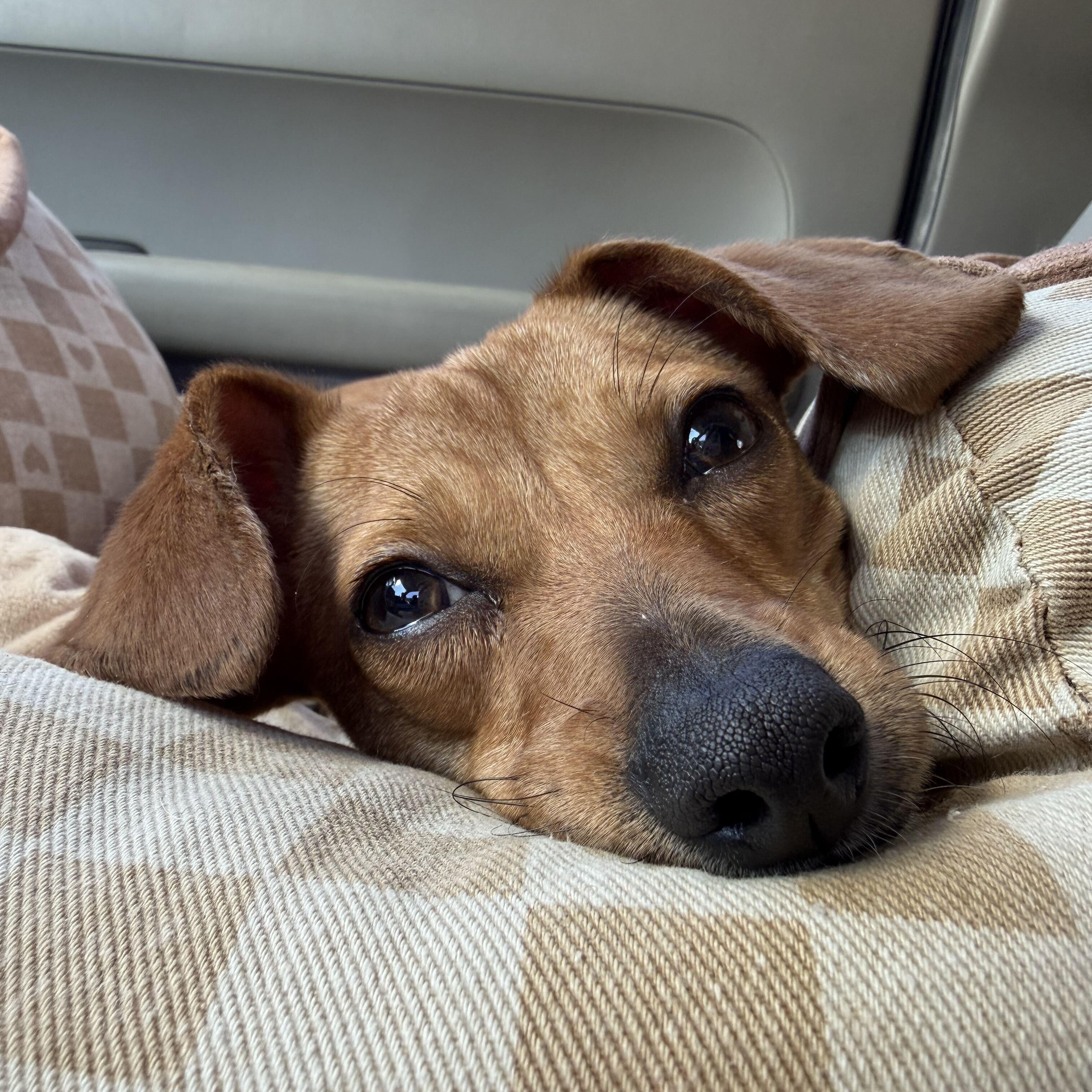 Enlarge Mabel, a Adopted mixed breed in Pflugerville, TX image 5/6