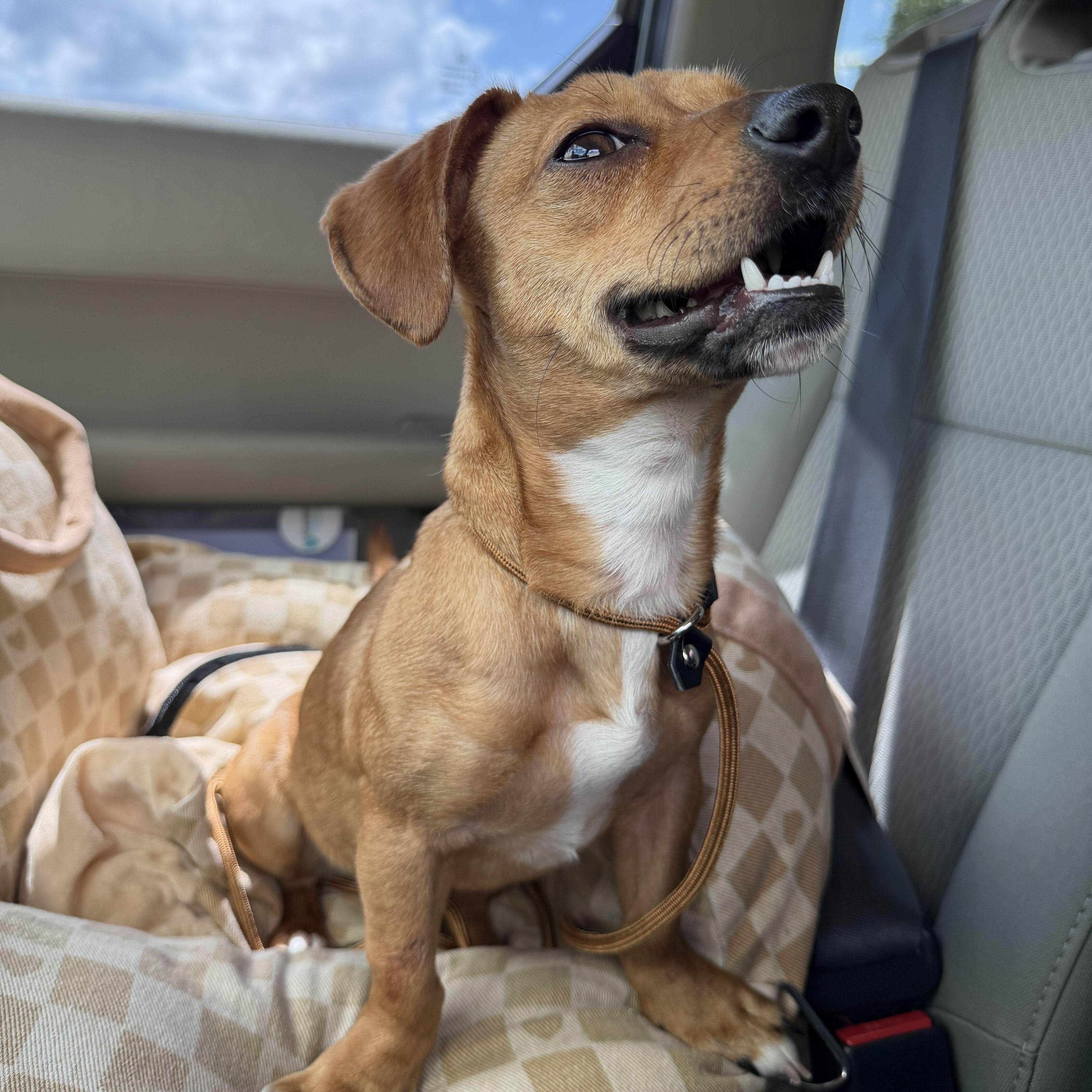 Enlarge Mabel, a Adopted mixed breed in Pflugerville, TX image 4/6