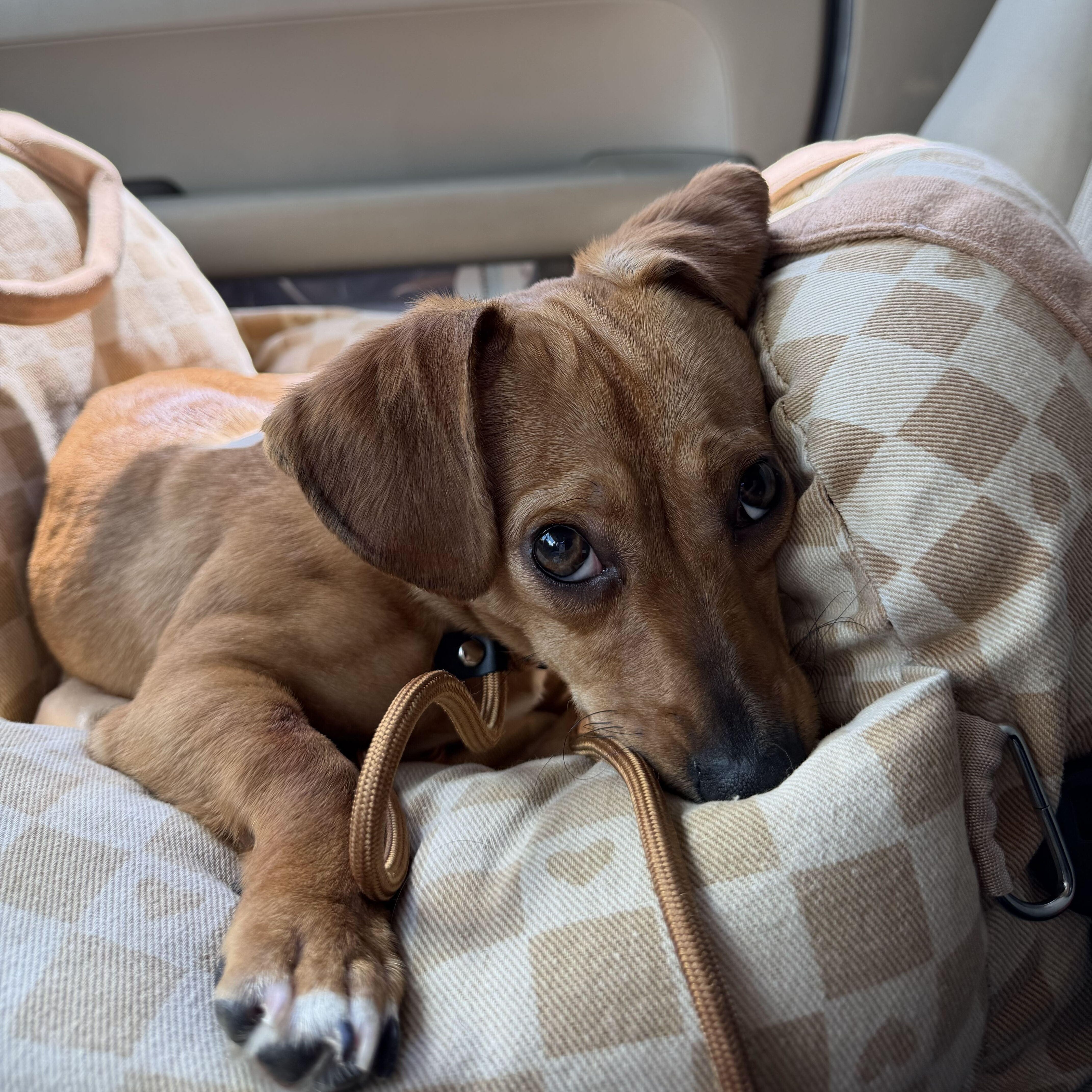 Mabel, Adopted, Young Female Dachshund.