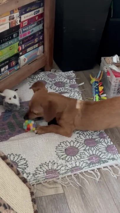 Enlarge Mabel, a Adopted mixed breed in Pflugerville, TX video 6/6