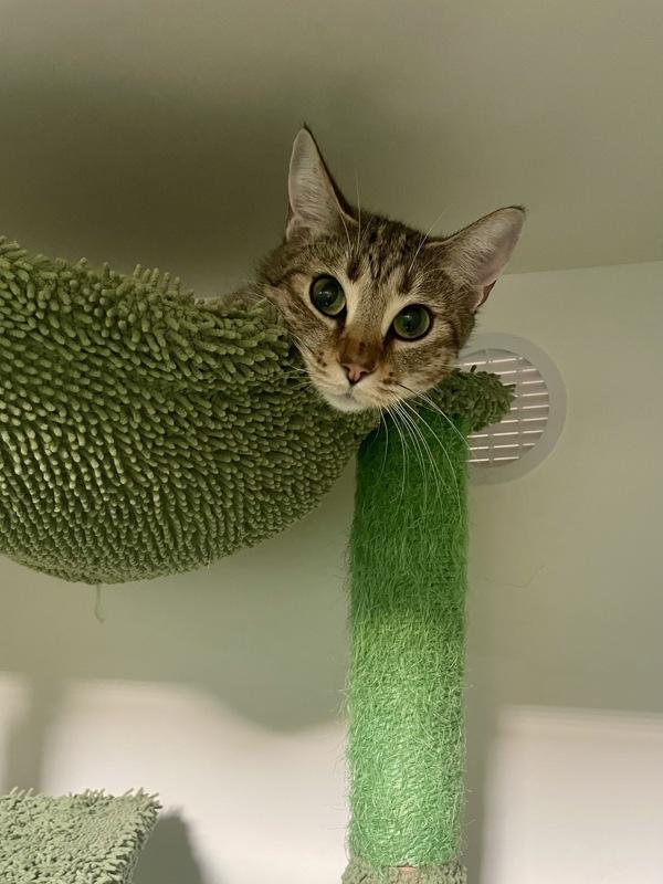 Steveanna, Adoptable, Adult Female Domestic Short Hair.