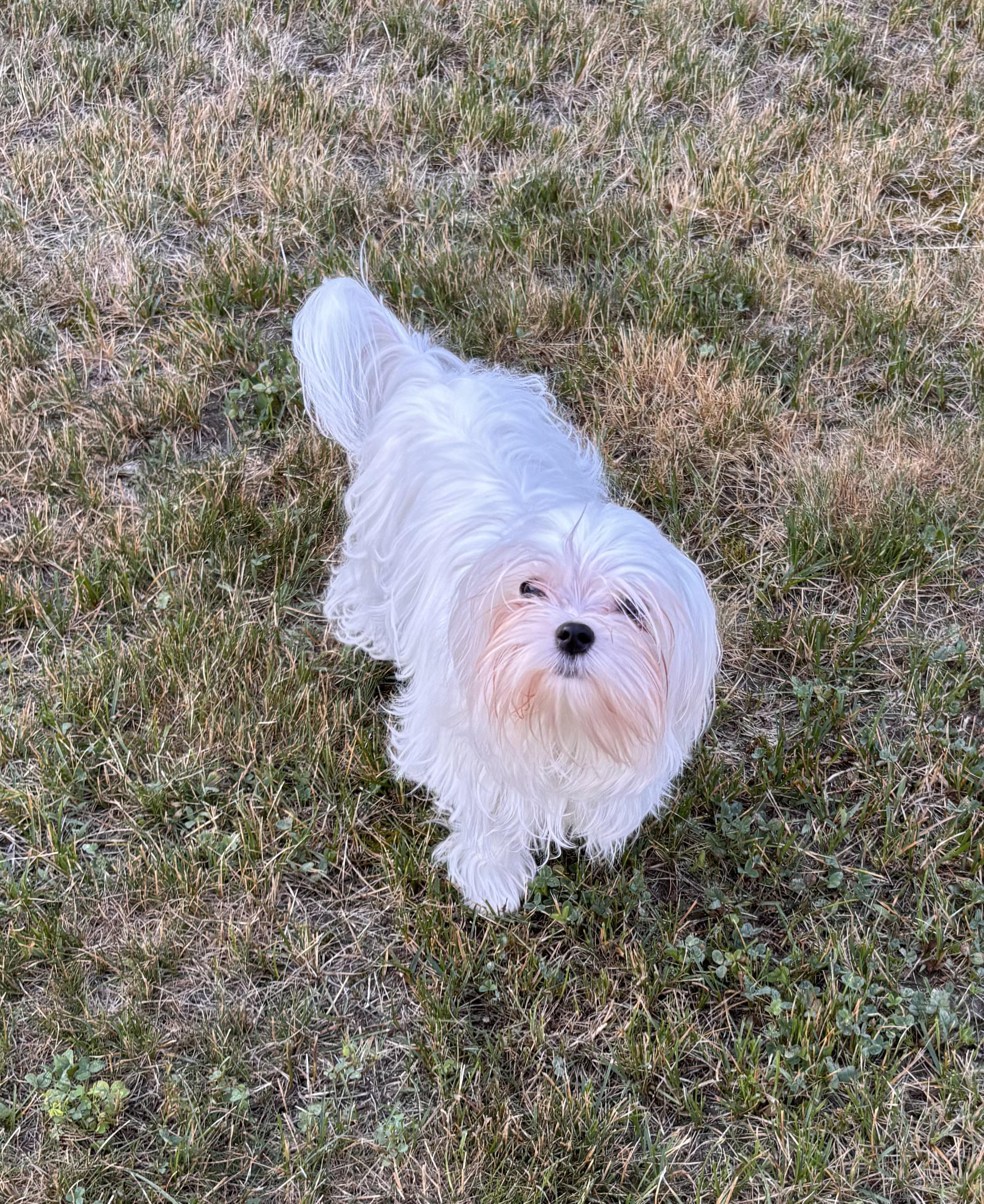 Calvin Coolidge, a ADOPTABLE Maltese in Taunton, MA image 6/6