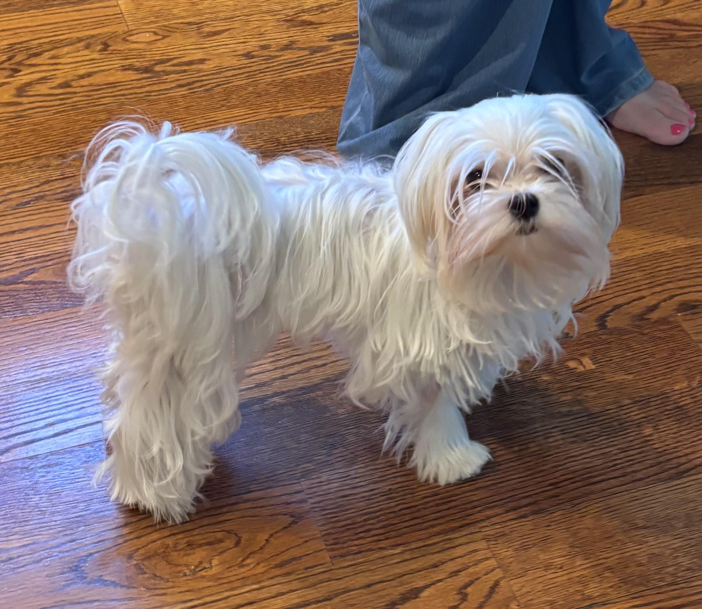 Calvin Coolidge, a ADOPTABLE Maltese in Taunton, MA image 4/6