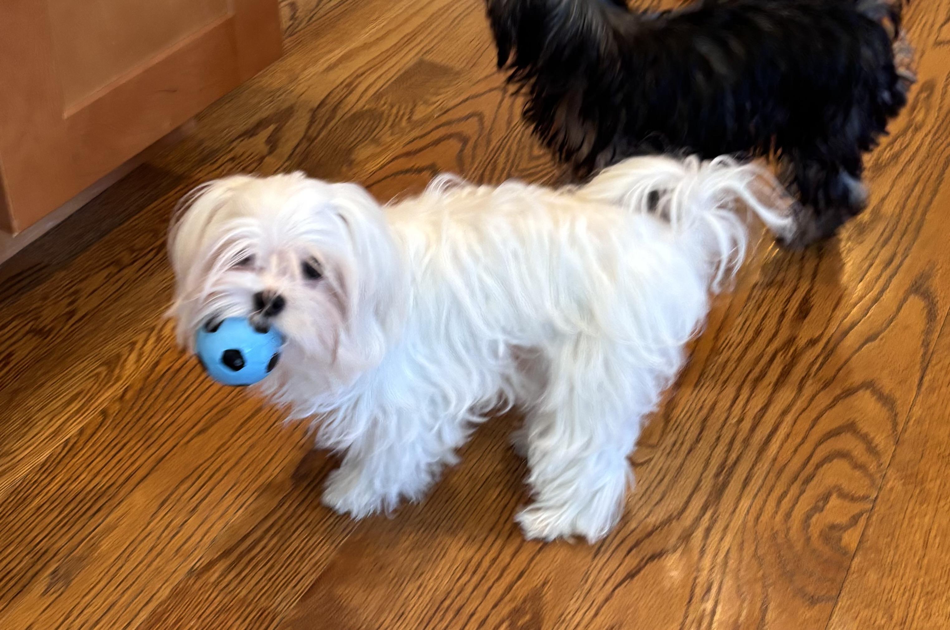 Calvin Coolidge, a ADOPTABLE Maltese in Taunton, MA image 2/6