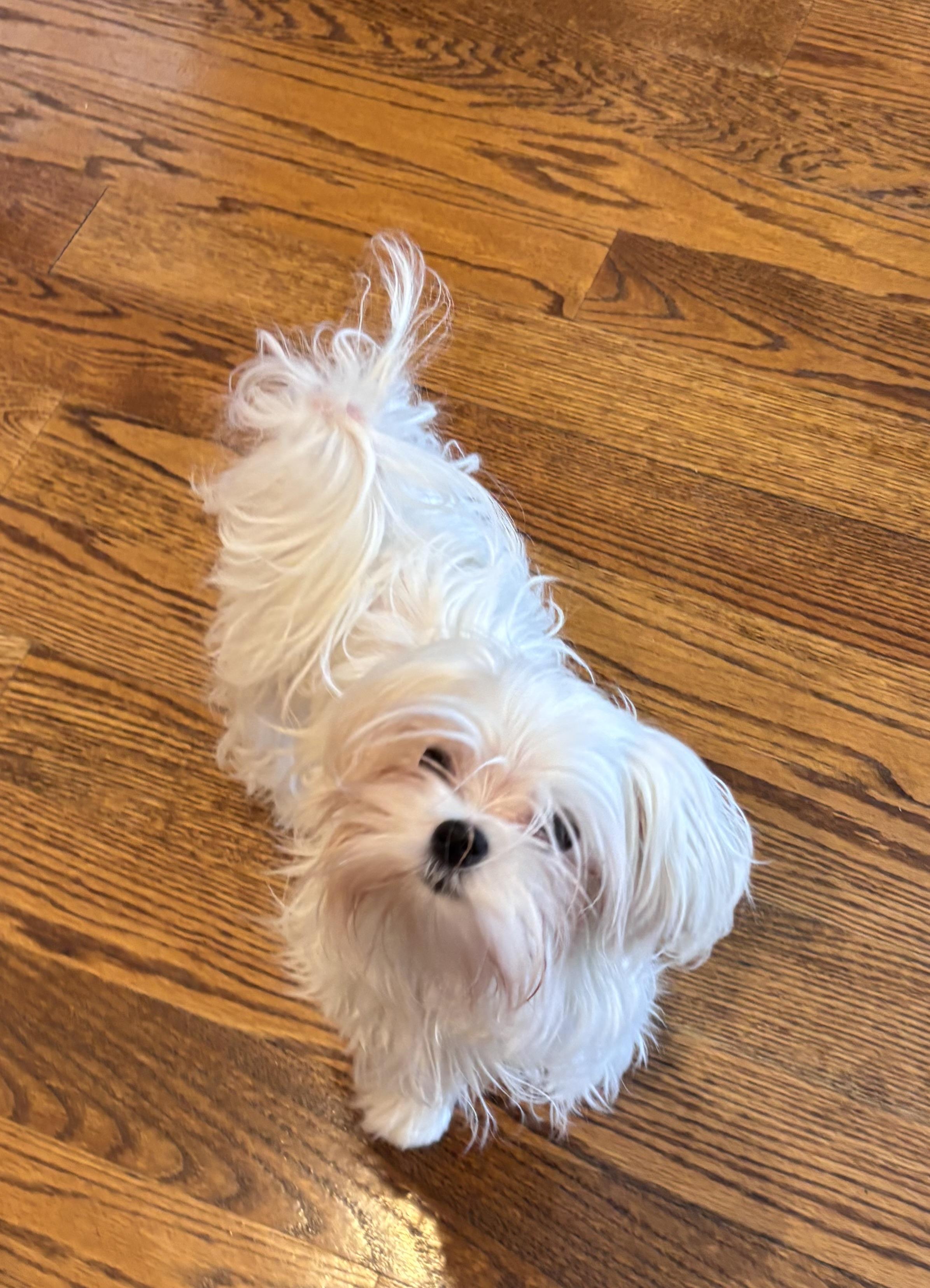 Calvin Coolidge, a ADOPTABLE Maltese in Taunton, MA image 5/6