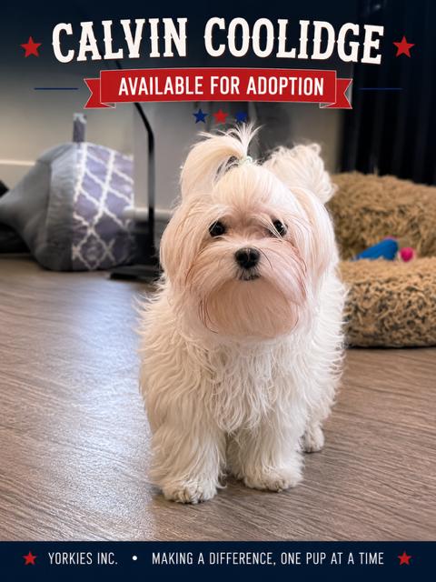 Calvin Coolidge, a ADOPTABLE Maltese in Taunton, MA image 1/6