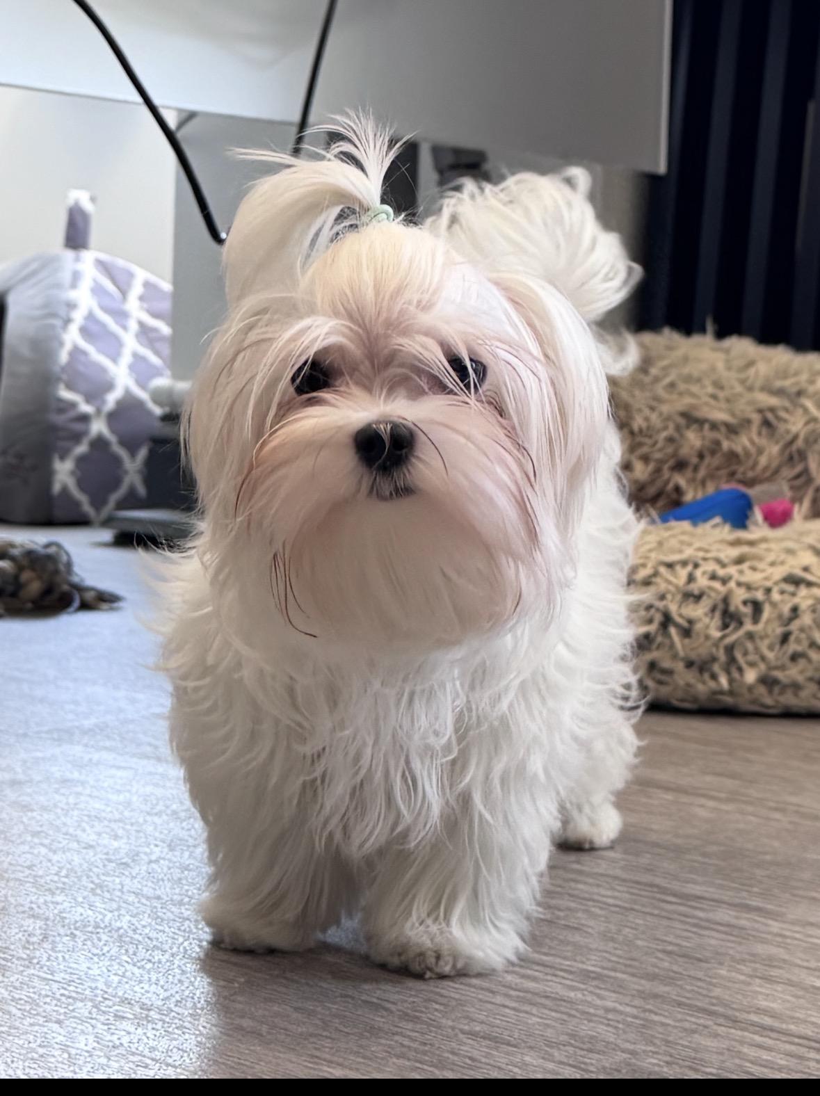 Calvin Coolidge, a ADOPTABLE Maltese in Taunton, MA image 3/6
