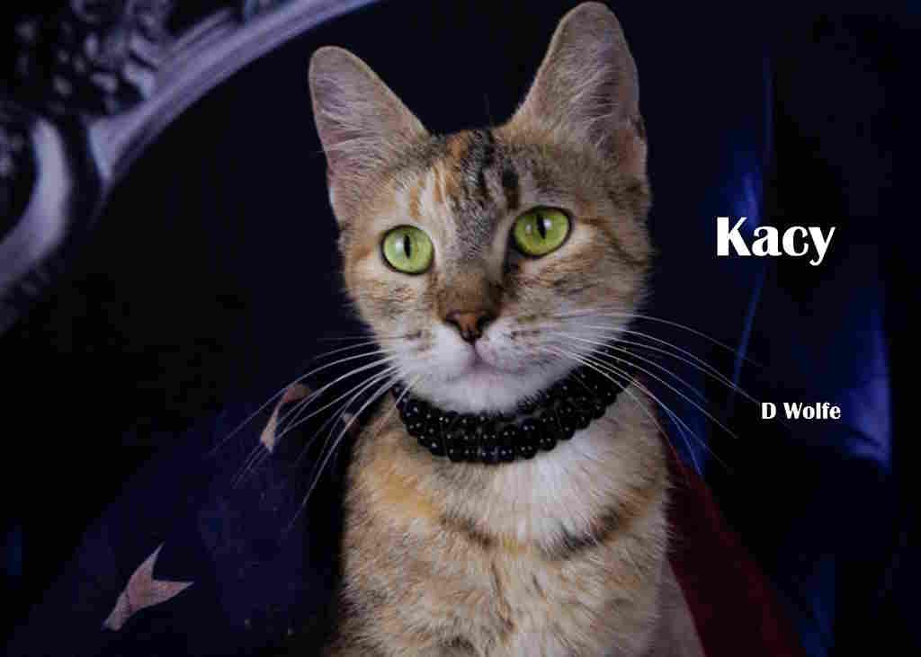 Enlarge Kacy, a Adopted Tortoiseshell in York, NE image 2/4