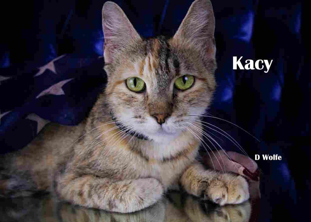 Enlarge Kacy, a Adopted Tortoiseshell in York, NE image 1/4