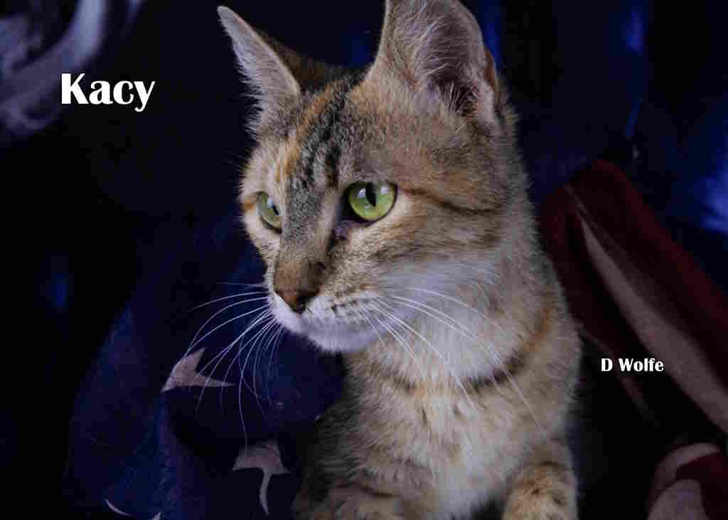 Enlarge Kacy, a Adopted Tortoiseshell in York, NE image 3/4