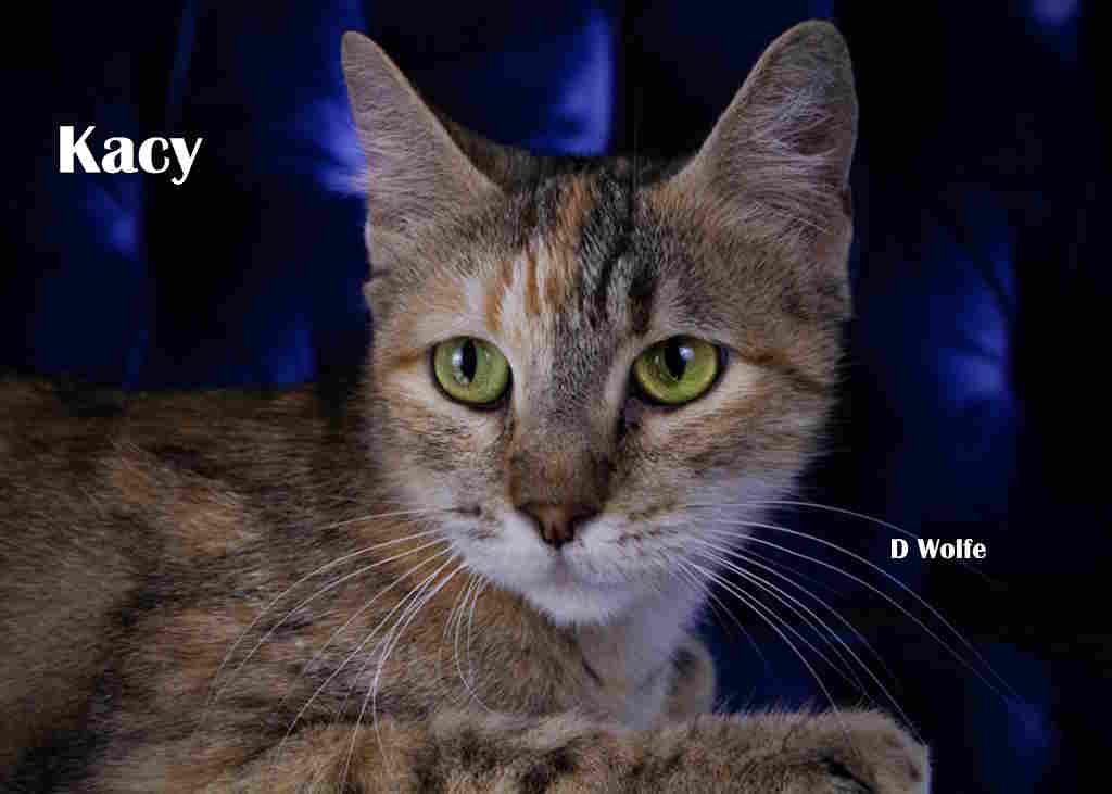 Enlarge Kacy, a Adopted Tortoiseshell in York, NE image 4/4