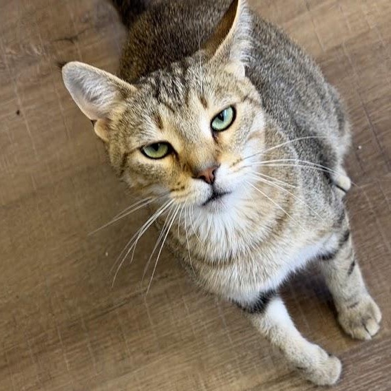 Enlarge Template, a Adoptable Tabby in Alma, MI image 3/3
