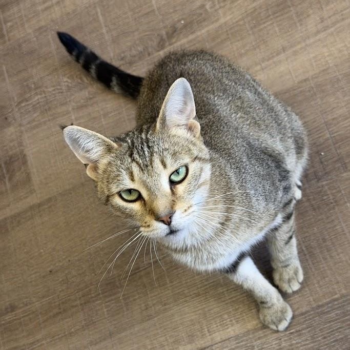 Enlarge Template, a Adoptable Tabby in Alma, MI image 2/3
