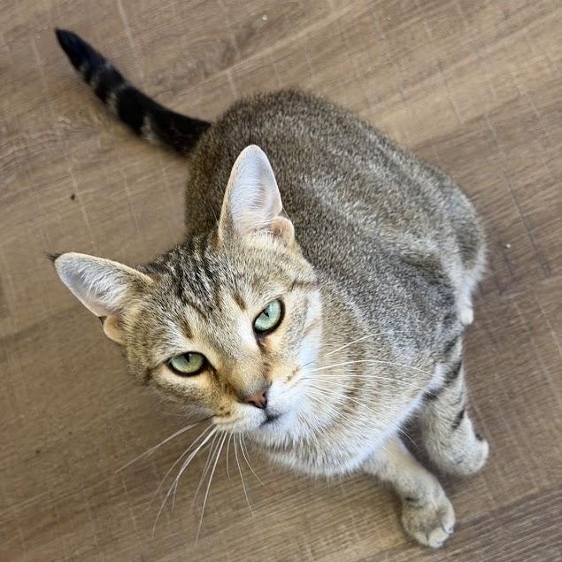 Enlarge Template, a Adoptable Tabby in Alma, MI image 1/3