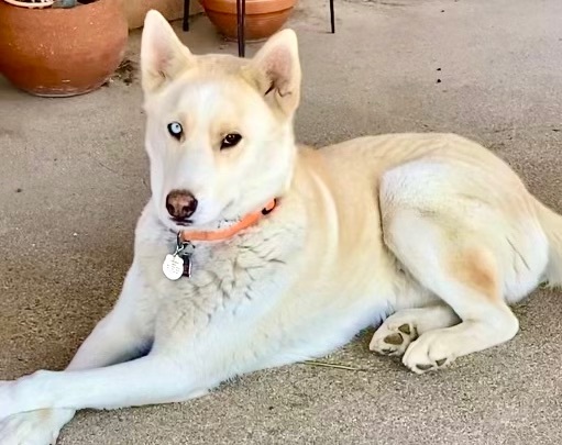 Nikko, Adoptable, Young Male Husky.