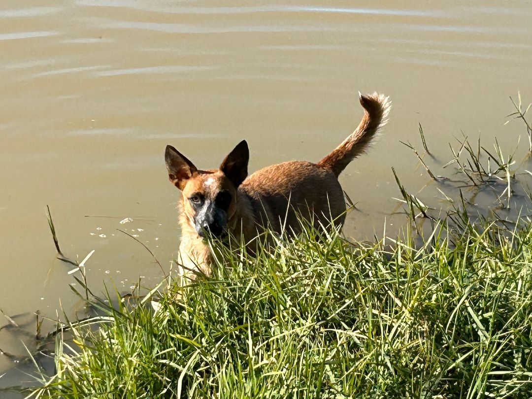 Bambi, a Adoptable Australian Cattle Dog / Blue Heeler in Rockdale, TX image 1/6