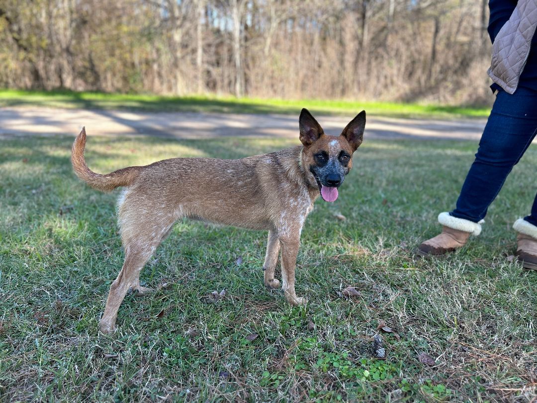 Bambi, a Adoptable Australian Cattle Dog / Blue Heeler in Rockdale, TX image 3/6
