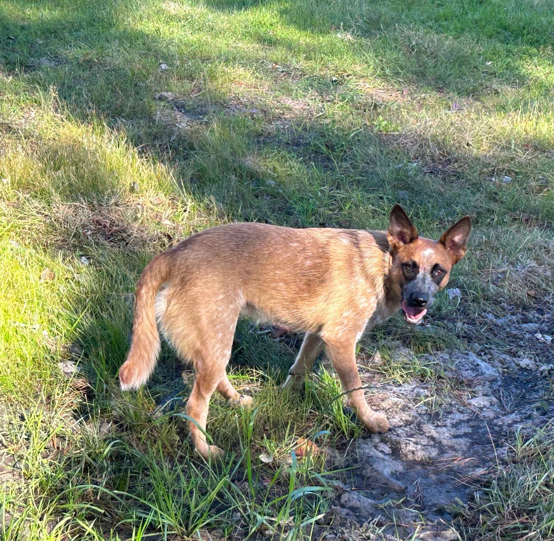 Bambi, a Adoptable Australian Cattle Dog / Blue Heeler in Rockdale, TX image 4/6