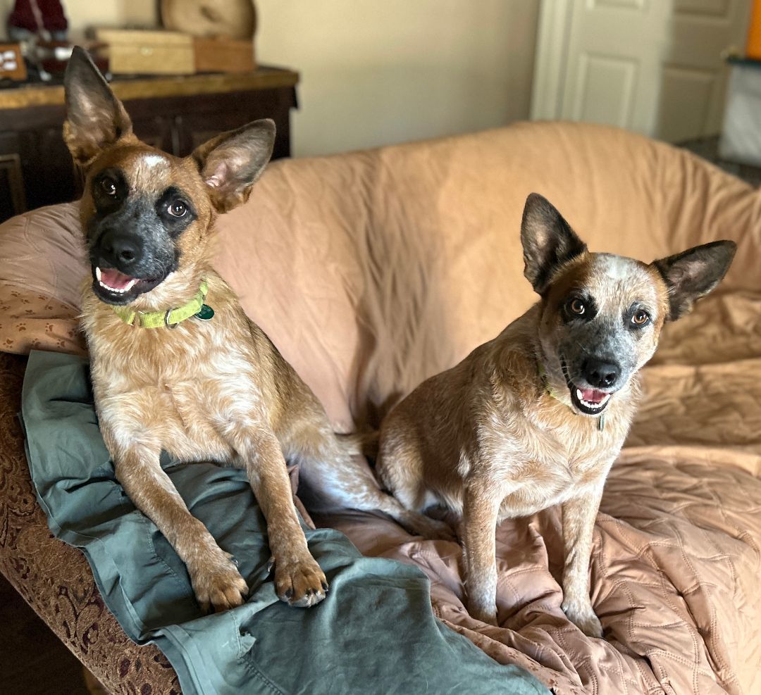 Bambi, a Adoptable Australian Cattle Dog / Blue Heeler in Rockdale, TX image 5/6