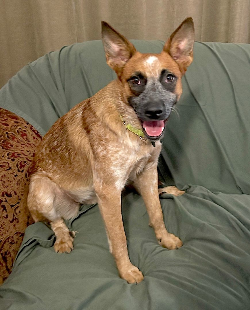 Bambi, a Adoptable Australian Cattle Dog / Blue Heeler in Rockdale, TX image 6/6