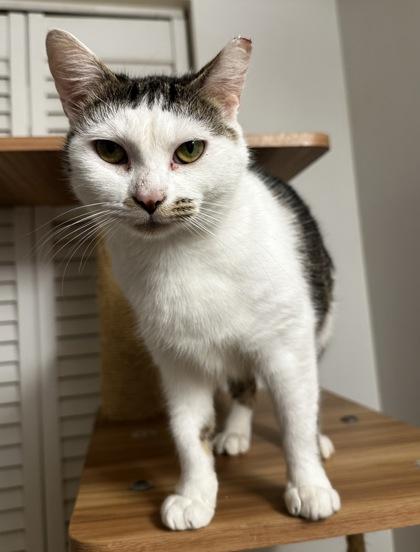 Wilma, Adoptable, Young Female Domestic Short Hair & Domestic Short Hair.