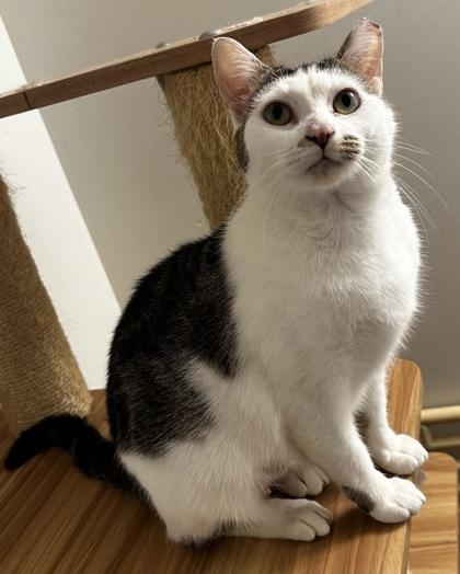 Enlarge Wilma, a Adoptable mixed breed in Wilkesboro, NC image 2/3