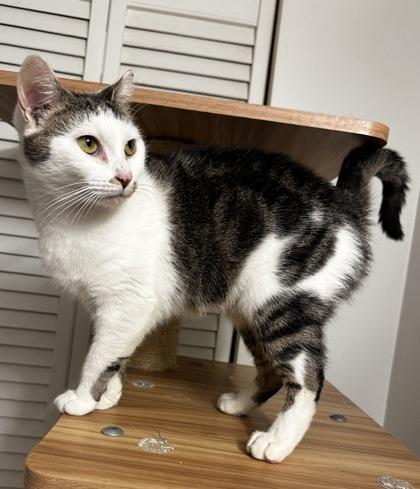 Enlarge Wilma, a Adoptable mixed breed in Wilkesboro, NC image 3/3