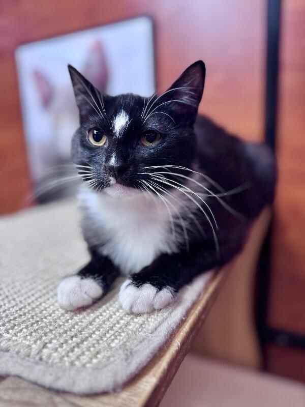 Enlarge May, a Adoptable Domestic Short Hair in North Babylon, NY image 2/6