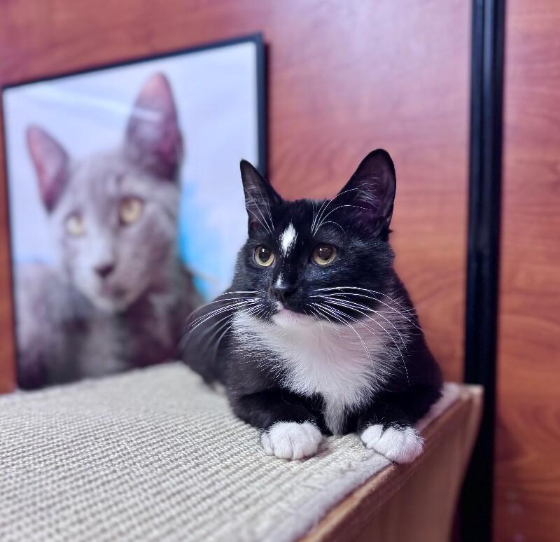 Enlarge May, a Adoptable Domestic Short Hair in North Babylon, NY image 3/6