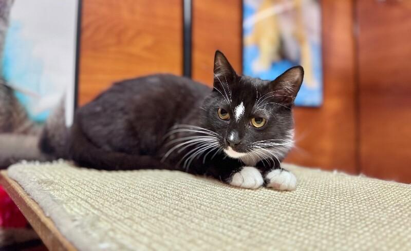 Enlarge May, a Adoptable Domestic Short Hair in North Babylon, NY image 4/6