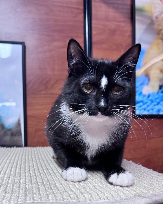 Enlarge May, a Adoptable Domestic Short Hair in North Babylon, NY image 5/6