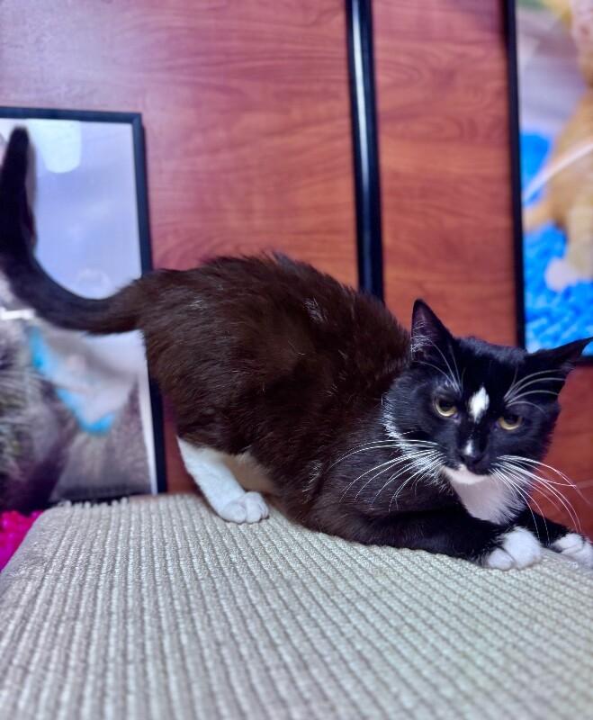 Enlarge May, a Adoptable Domestic Short Hair in North Babylon, NY image 6/6