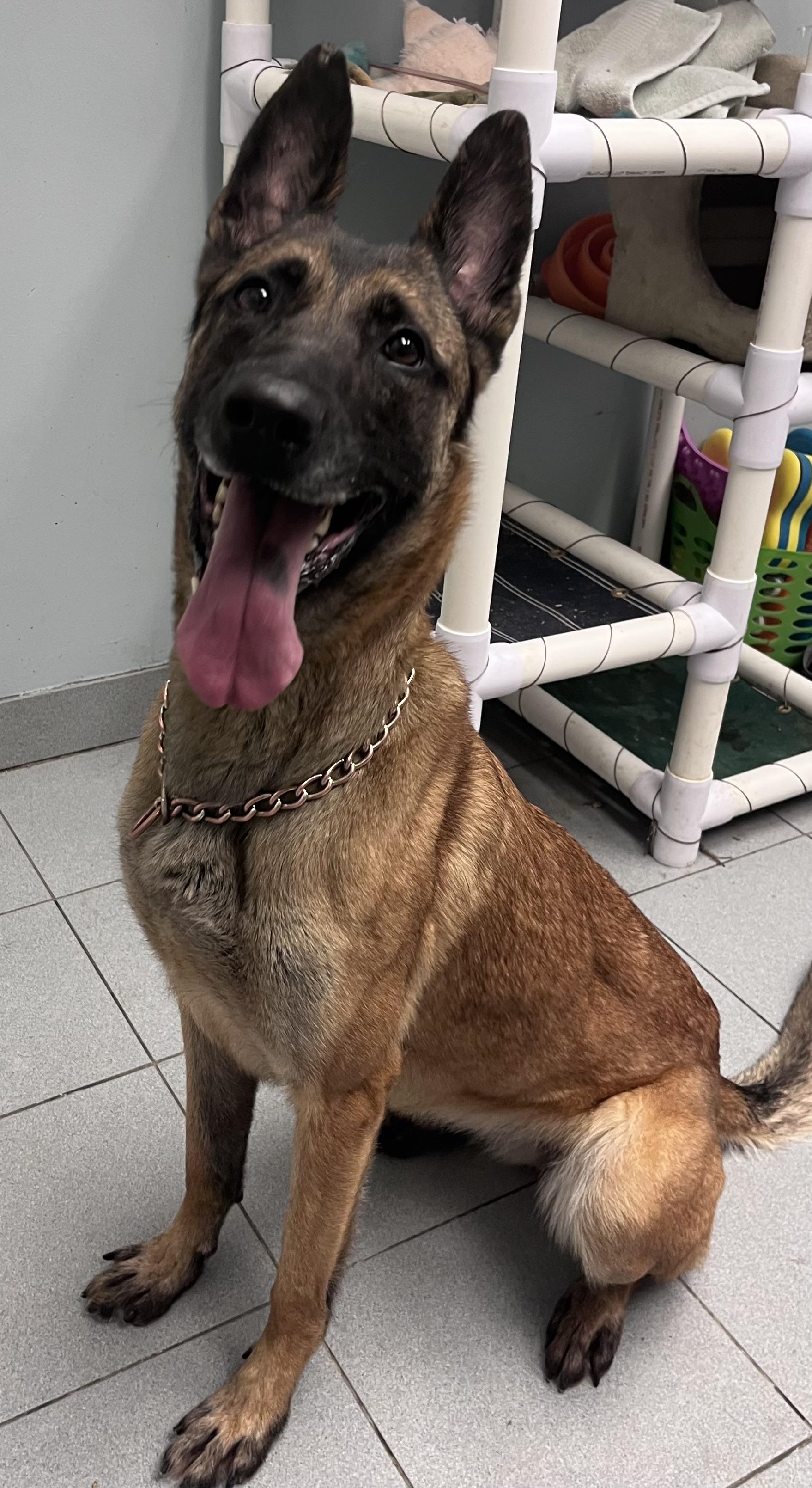 Honey , a ADOPTABLE Belgian Shepherd / Malinois in Buffalo, NY image 3/6