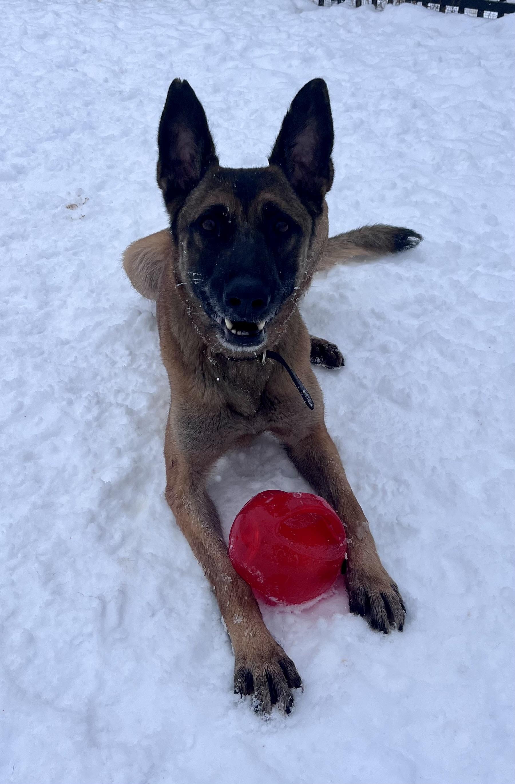 Honey , a ADOPTABLE Belgian Shepherd / Malinois in Buffalo, NY image 4/6