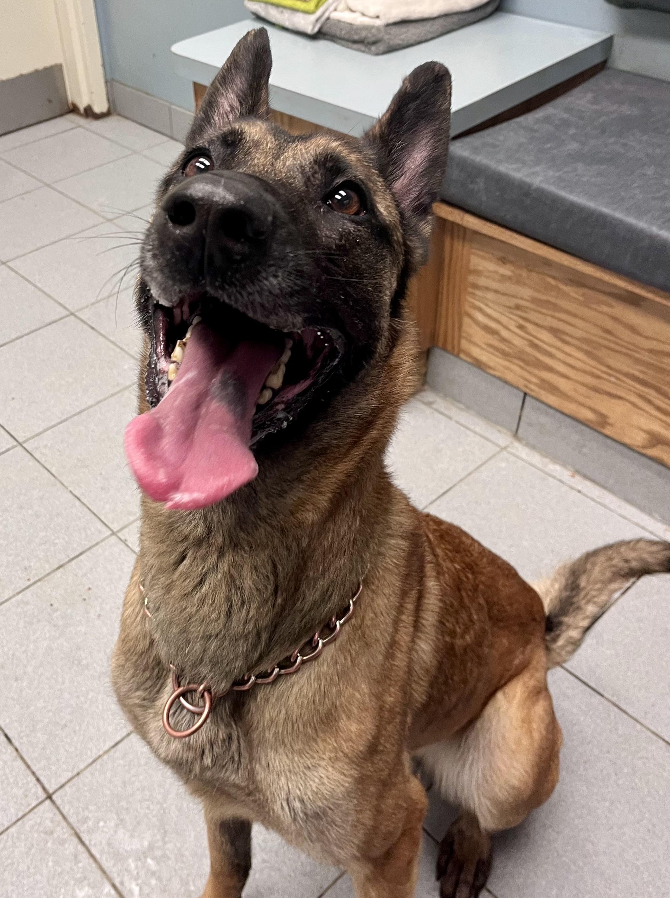 Honey , ADOPTABLE, Young Female Belgian Shepherd / Malinois.
