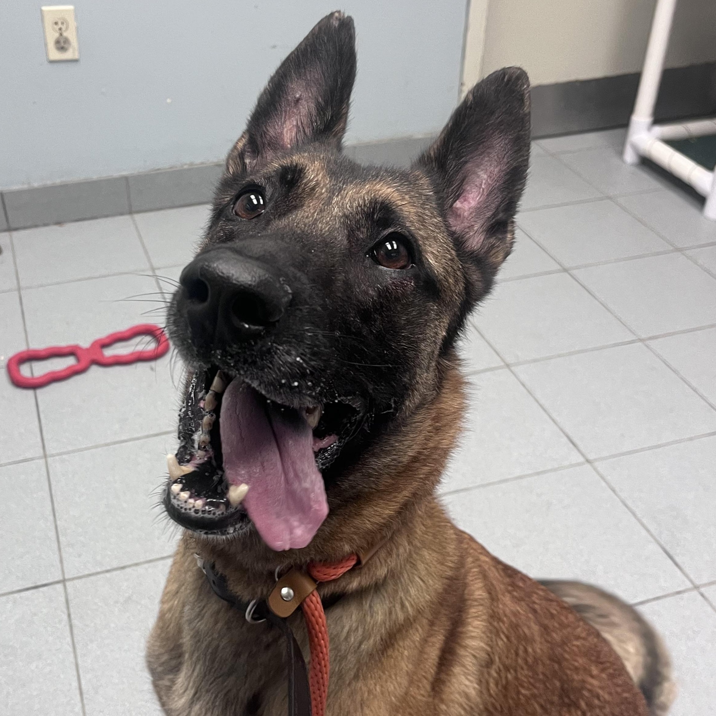 Honey , a ADOPTABLE Belgian Shepherd / Malinois in Buffalo, NY image 6/6