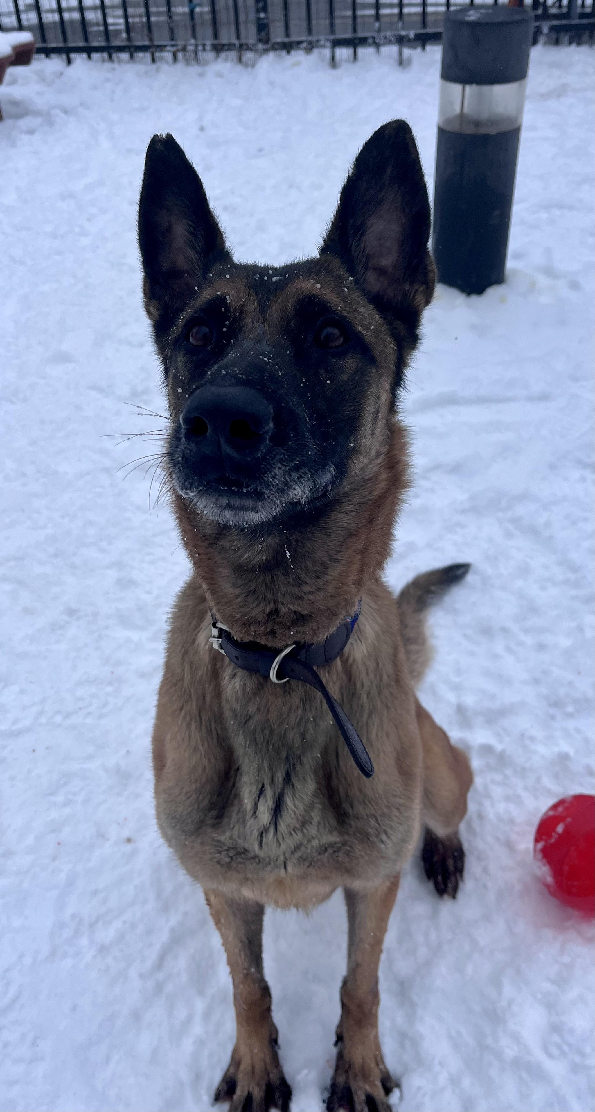 Honey , a ADOPTABLE Belgian Shepherd / Malinois in Buffalo, NY image 5/6