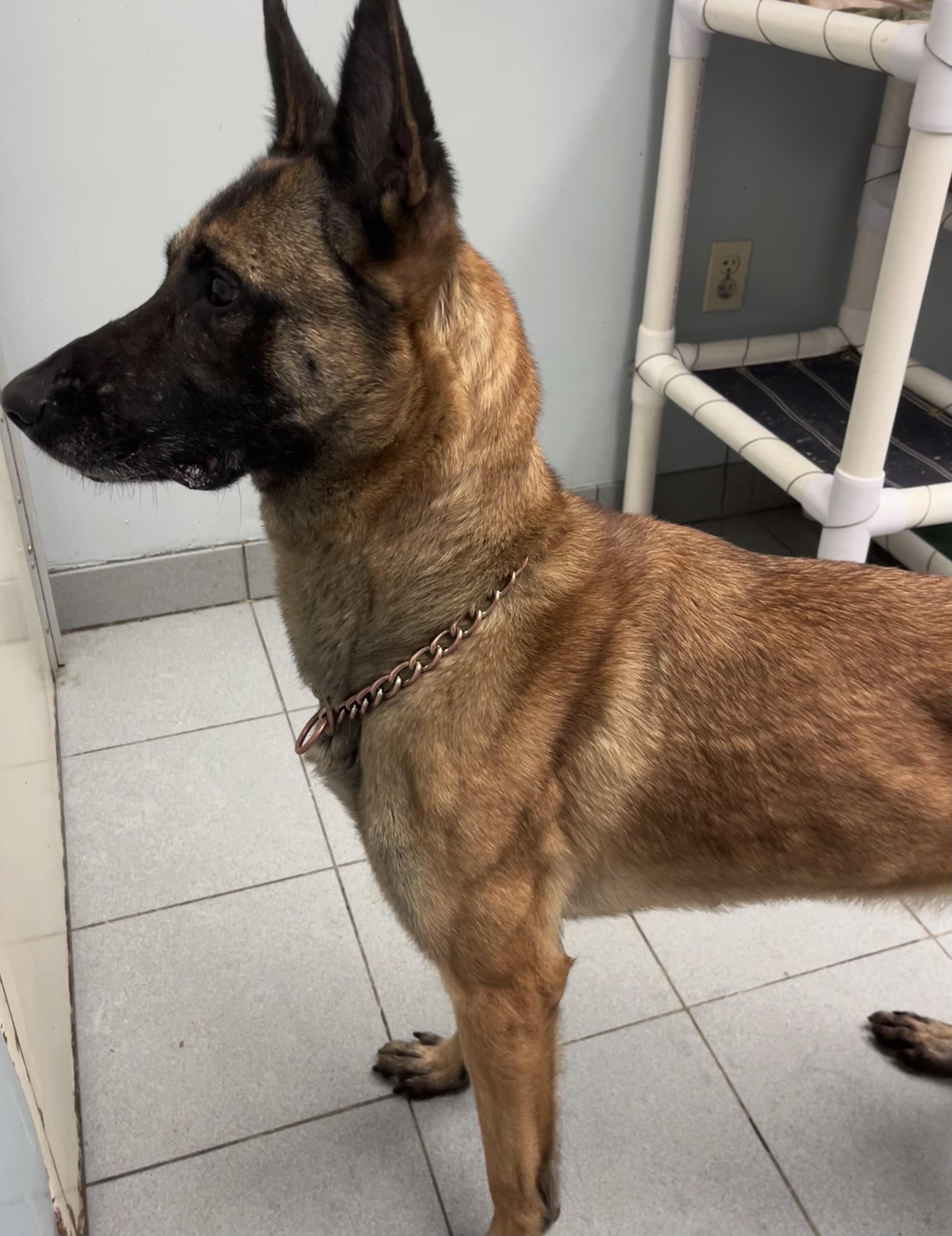 Honey , a ADOPTABLE Belgian Shepherd / Malinois in Buffalo, NY image 2/6