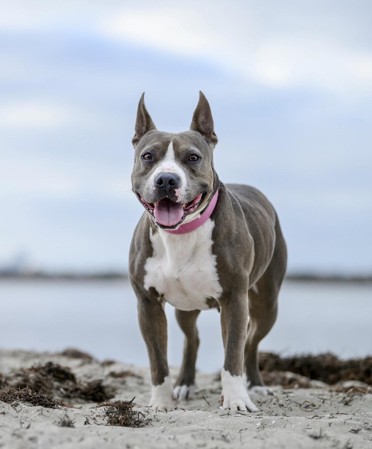 Zelda, Adoptable, Adult Female Staffordshire Bull Terrier.